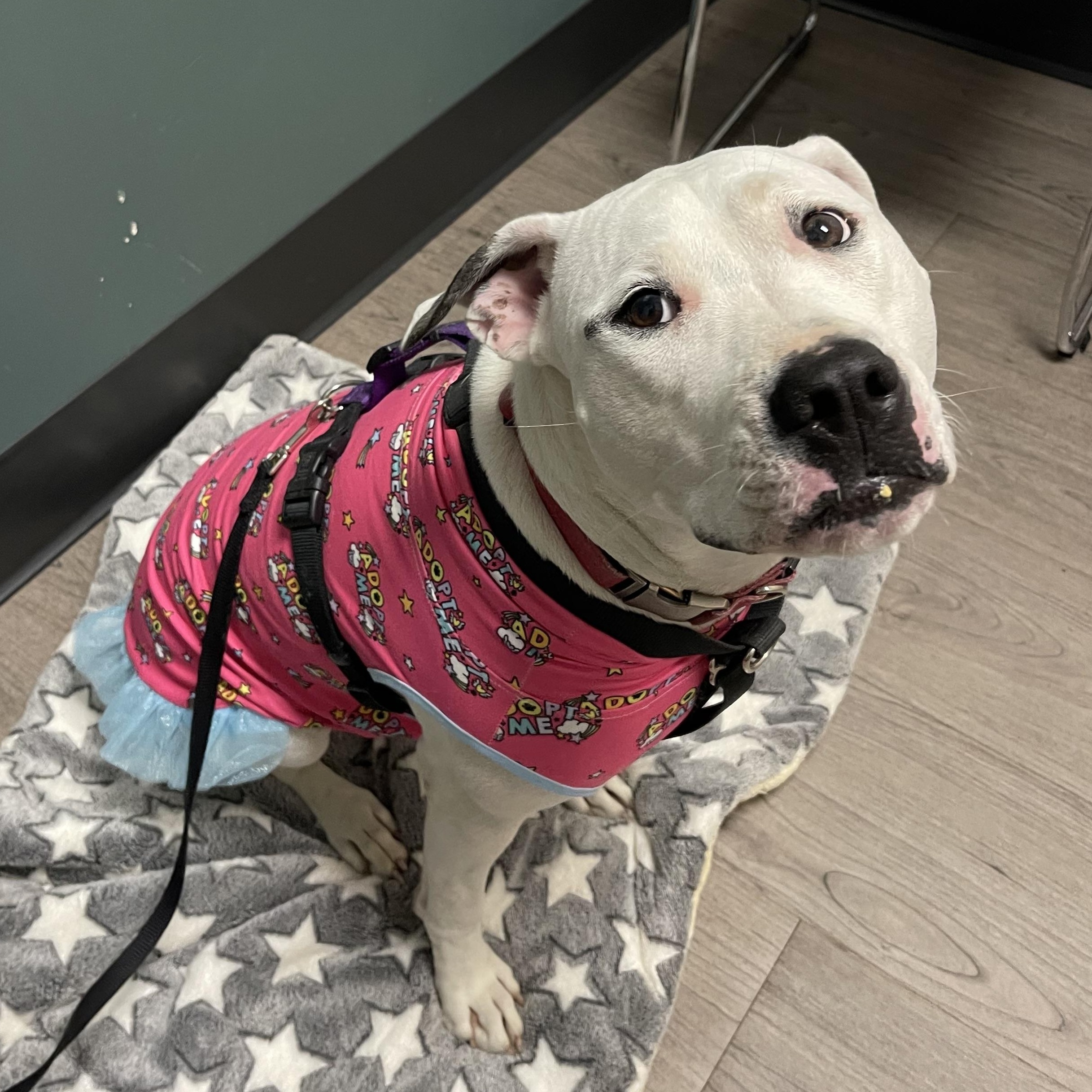 Enlarge Cleo, a Adoptable mixed breed in Oakville, WA image 1/6