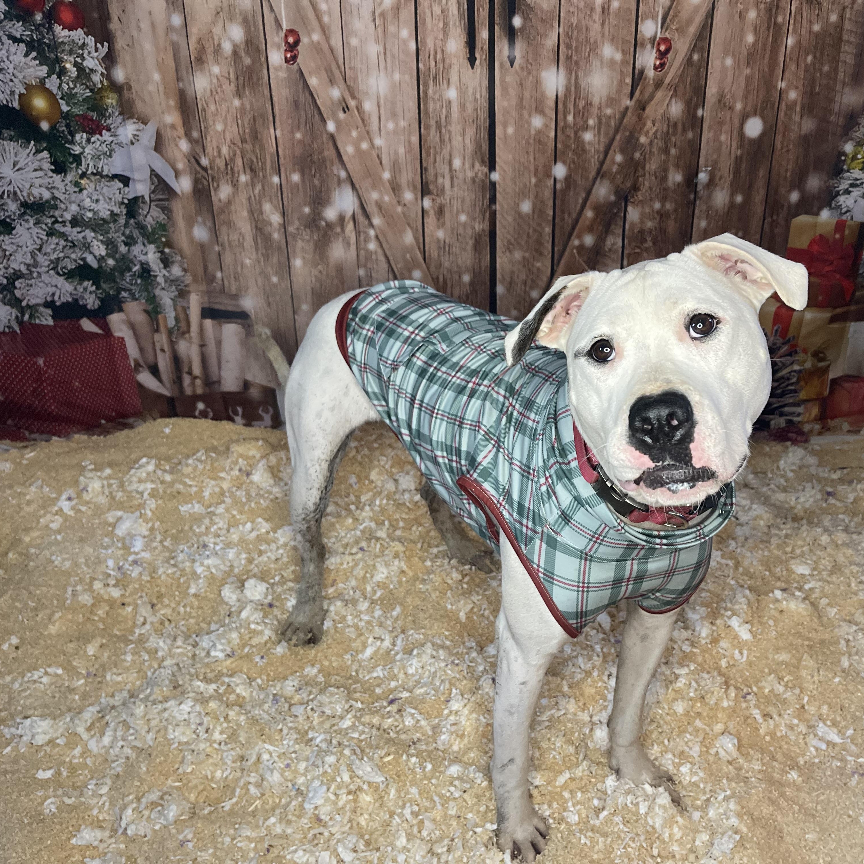 Cleo, a Adoptable mixed breed in Oakville, WA image 6/6