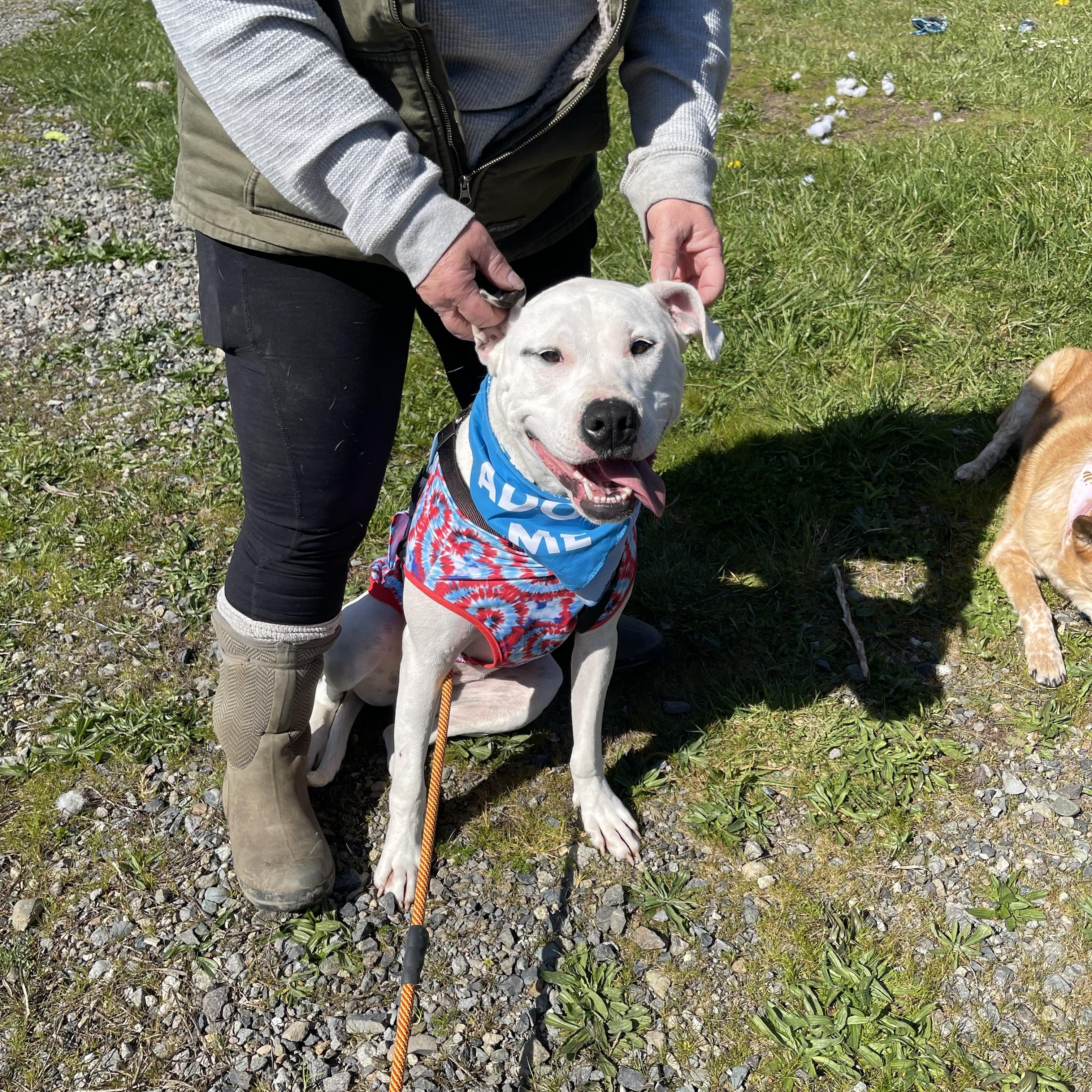 Cleo, a Adoptable mixed breed in Oakville, WA image 6/6