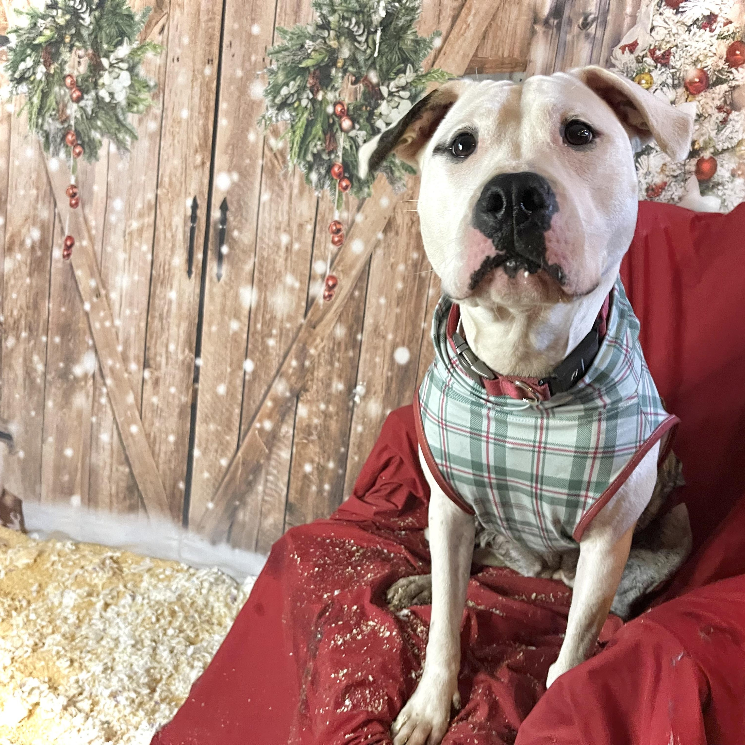 Cleo, a Adoptable mixed breed in Oakville, WA image 2/6