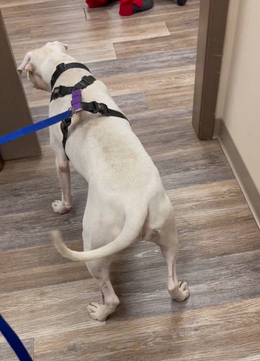 Enlarge Cleo, a Adoptable mixed breed in Oakville, WA video 2/6