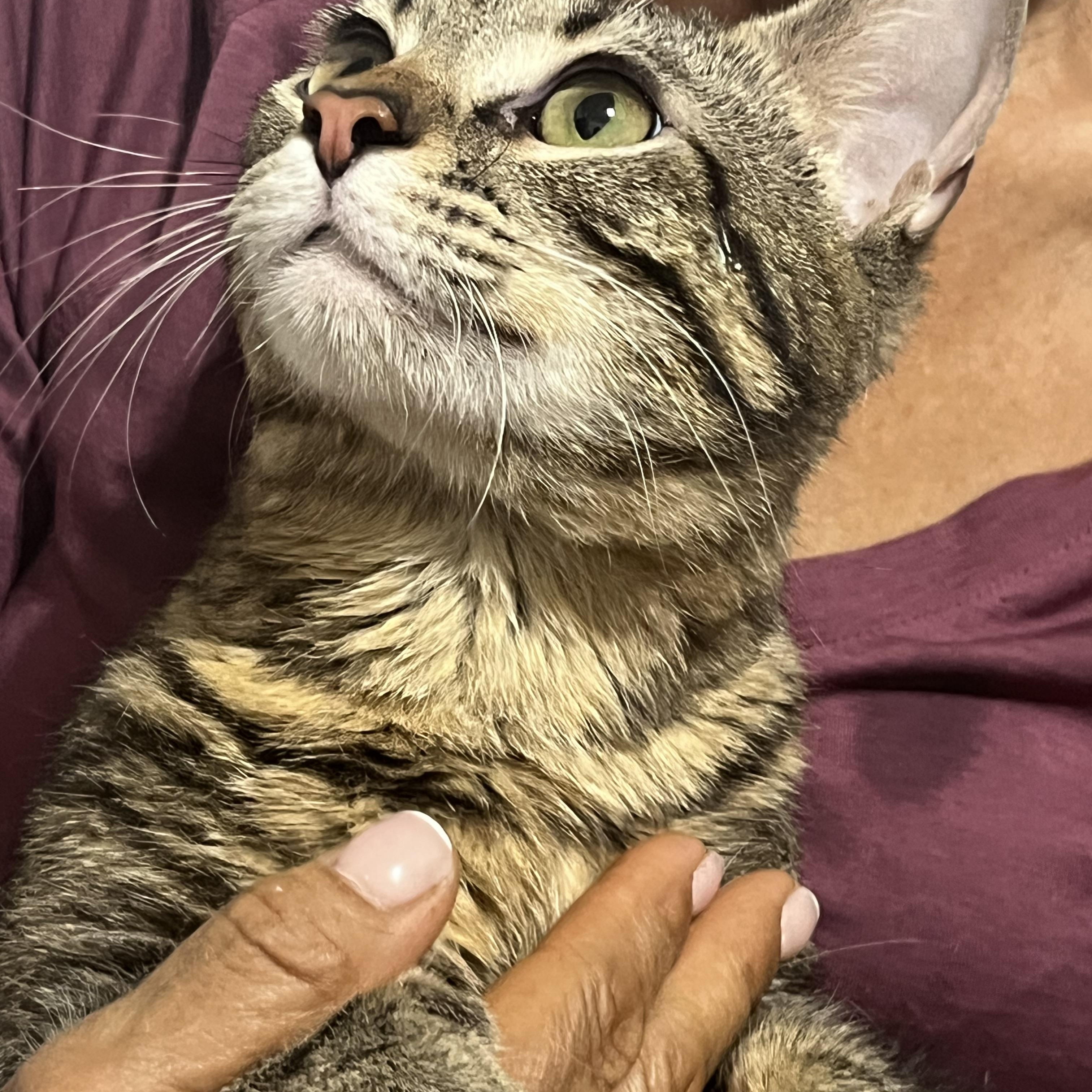 Zimba, a ADOPTABLE Tabby in Parkland, FL image 3/4