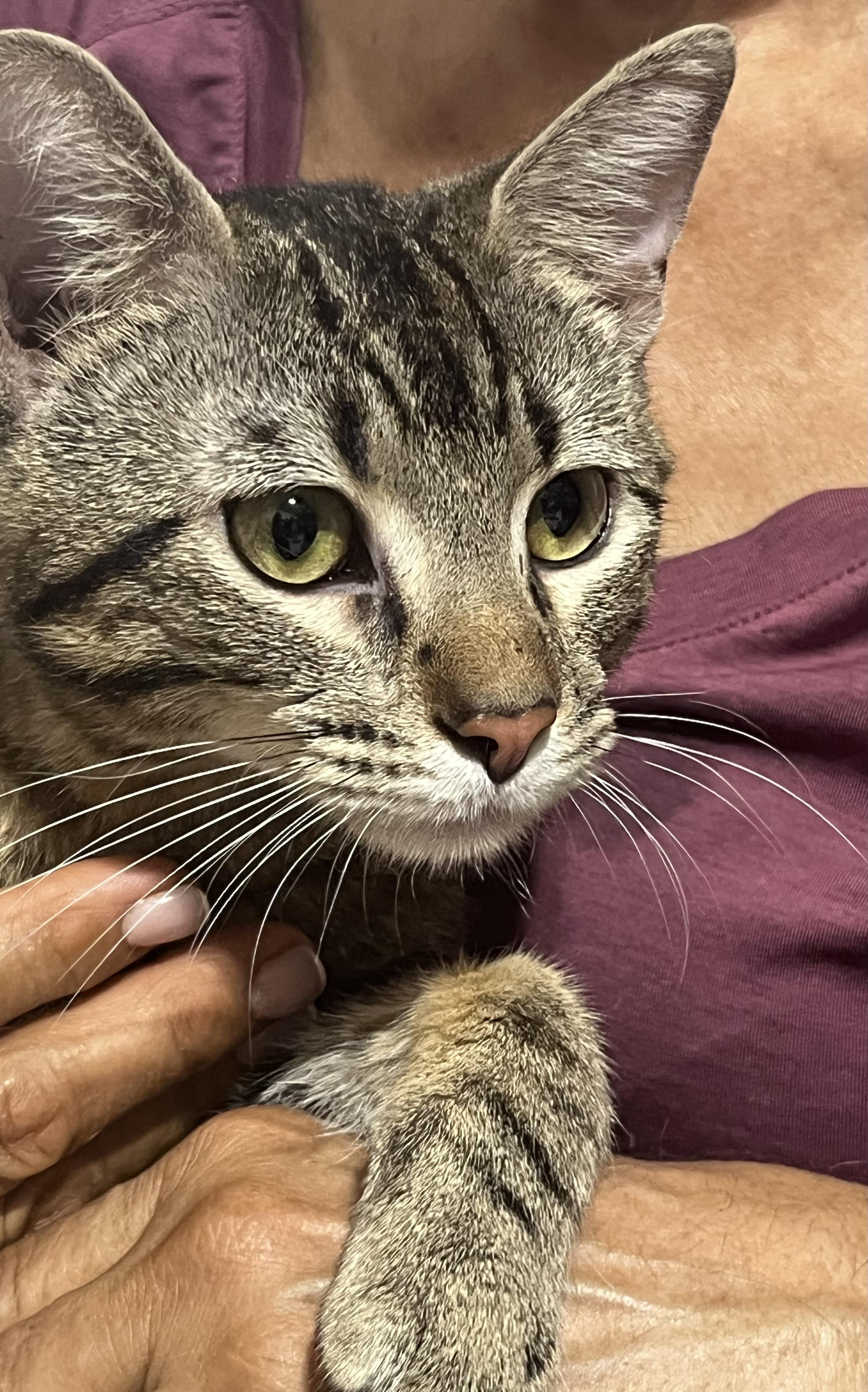 Zimba, a ADOPTABLE Tabby in Parkland, FL image 2/4