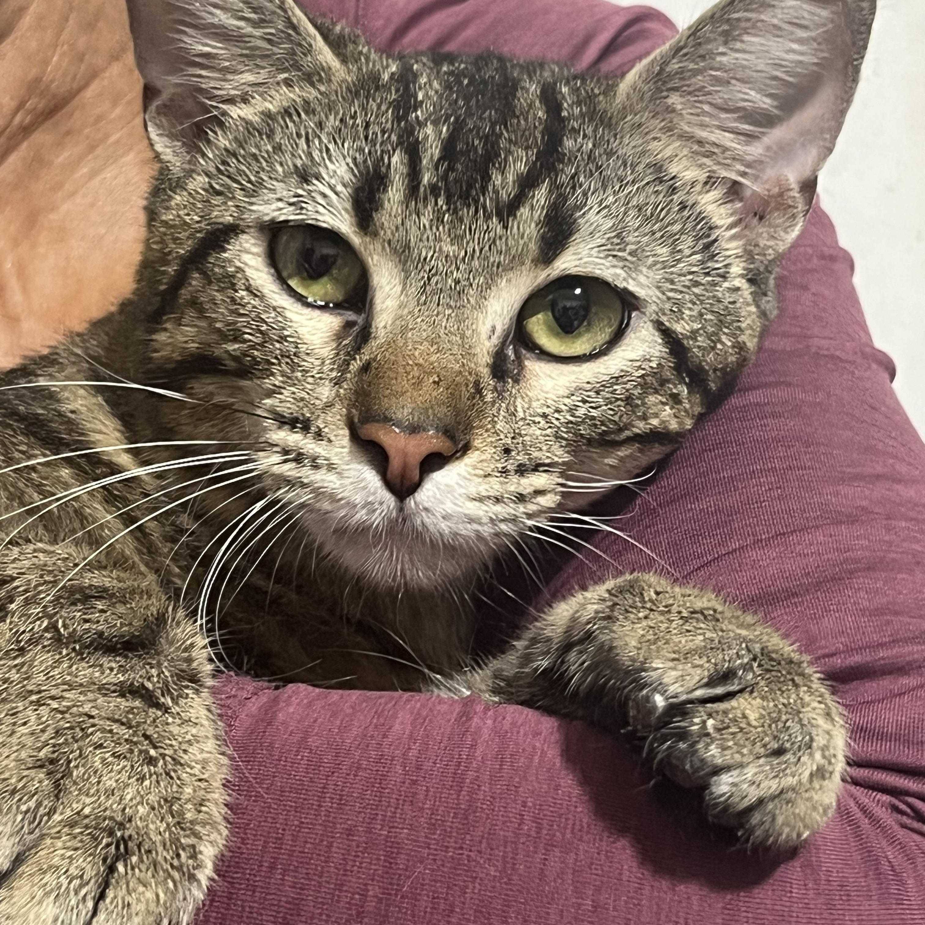 Zimba, ADOPTABLE, Young Male Tabby.