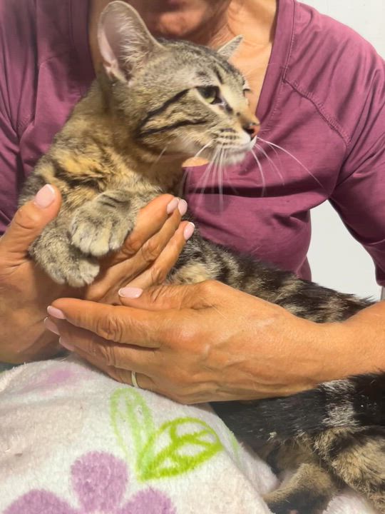 Enlarge Zimba, a ADOPTABLE Tabby in Parkland, FL video 4/4