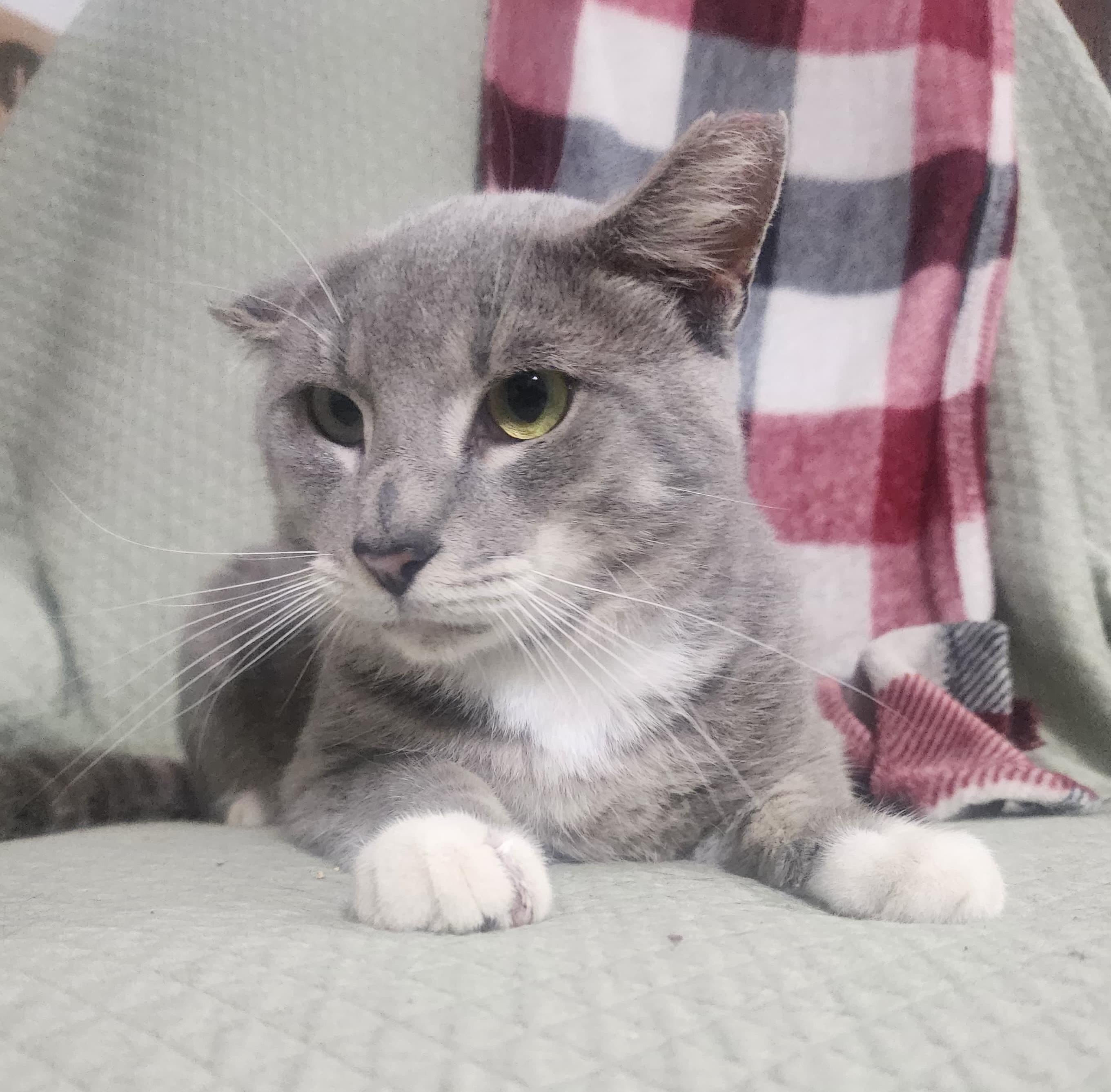 Cano, Adoptable, Adult Male Domestic Short Hair.