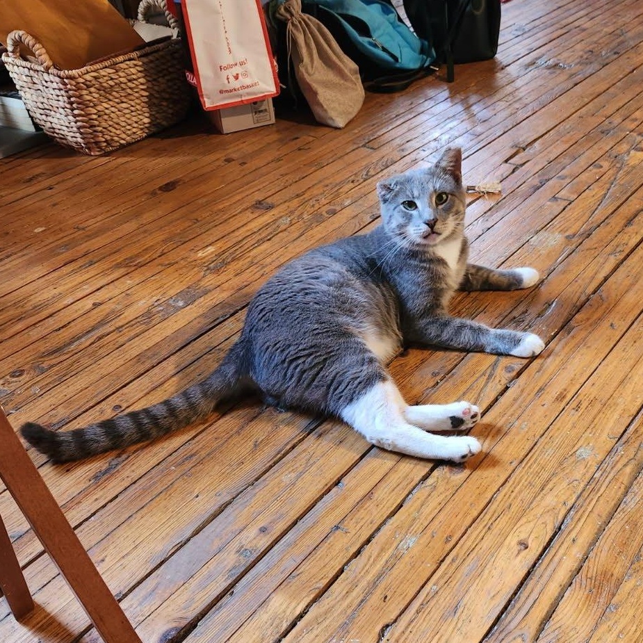 Cano, a Adoptable Domestic Short Hair in Hopkinton, MA image 3/4