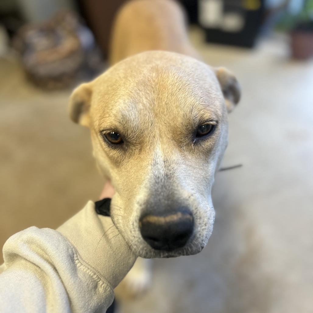 Enlarge Debrah - 101606T, a Adoptable mixed breed in Tupelo, MS image 2/3