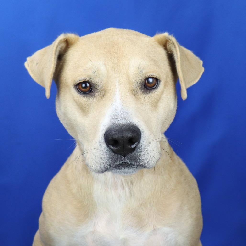 Enlarge Debrah - 101606T, a Adoptable mixed breed in Tupelo, MS image 3/3