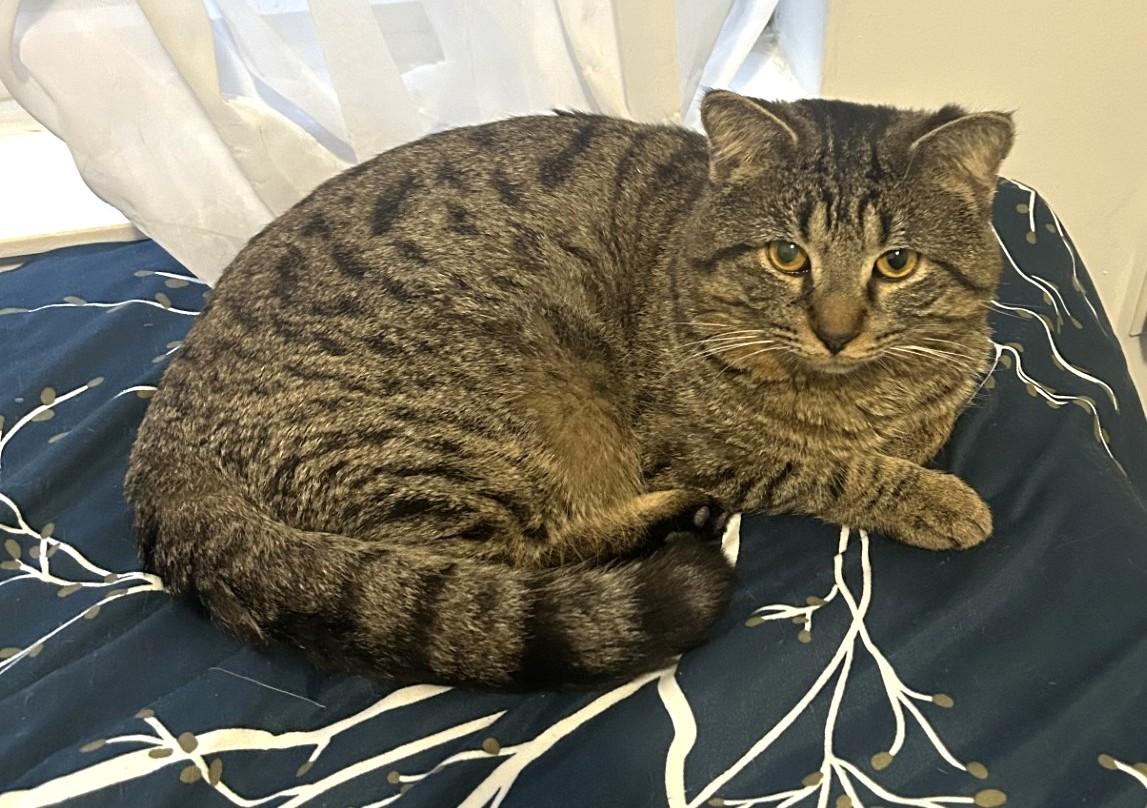 Toby, a ADOPTABLE Tabby in Stoney Creek, ON image 3/4