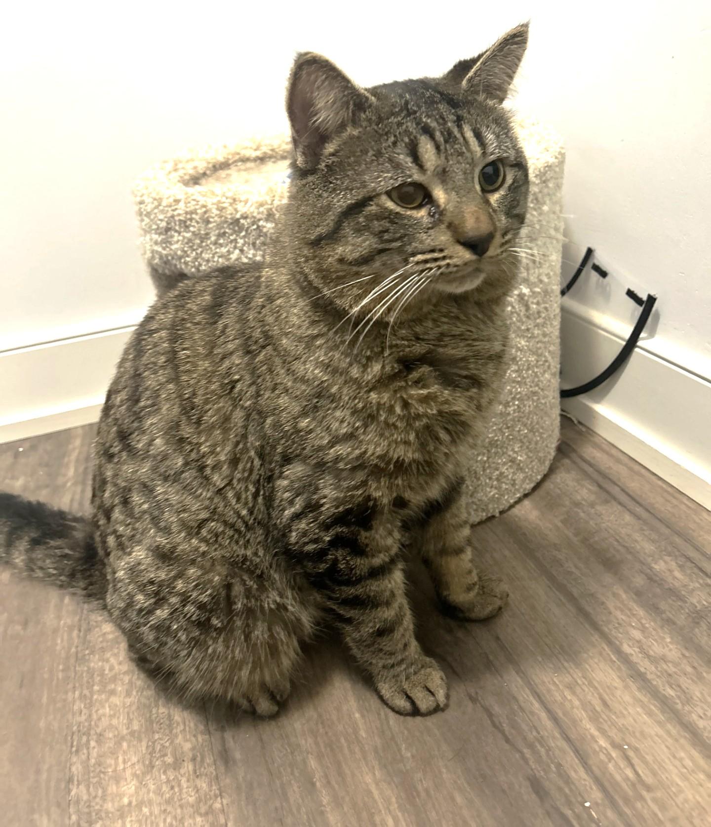Toby, adoptable, Adult Male Tabby.