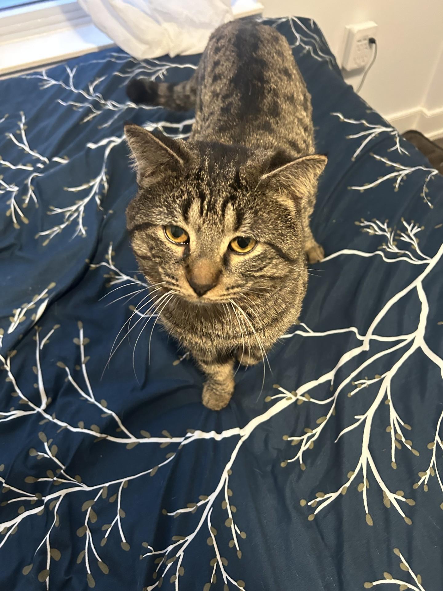 Toby, a ADOPTABLE Tabby in Stoney Creek, ON image 4/4