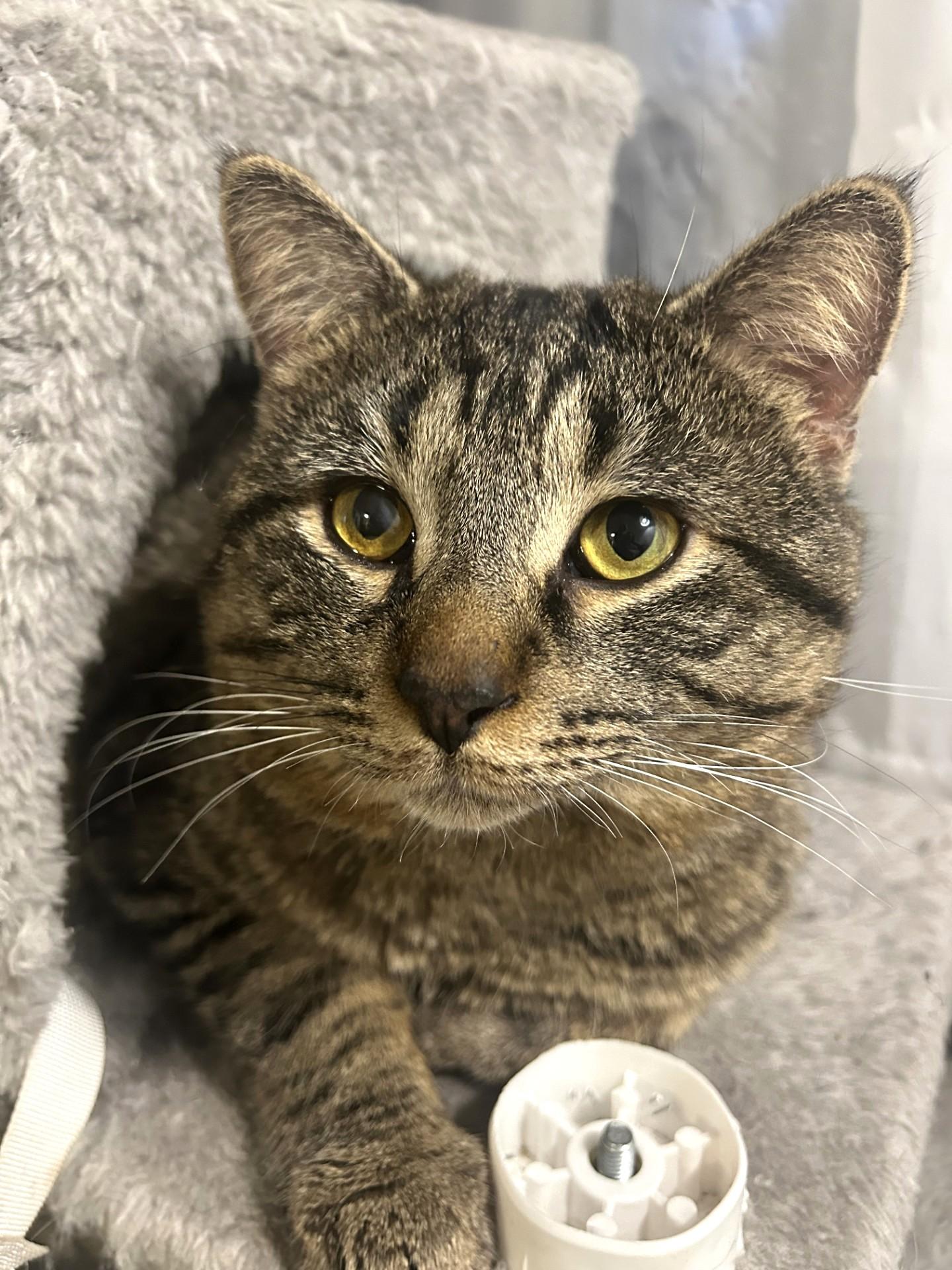 Toby, a ADOPTABLE Tabby in Stoney Creek, ON image 1/4