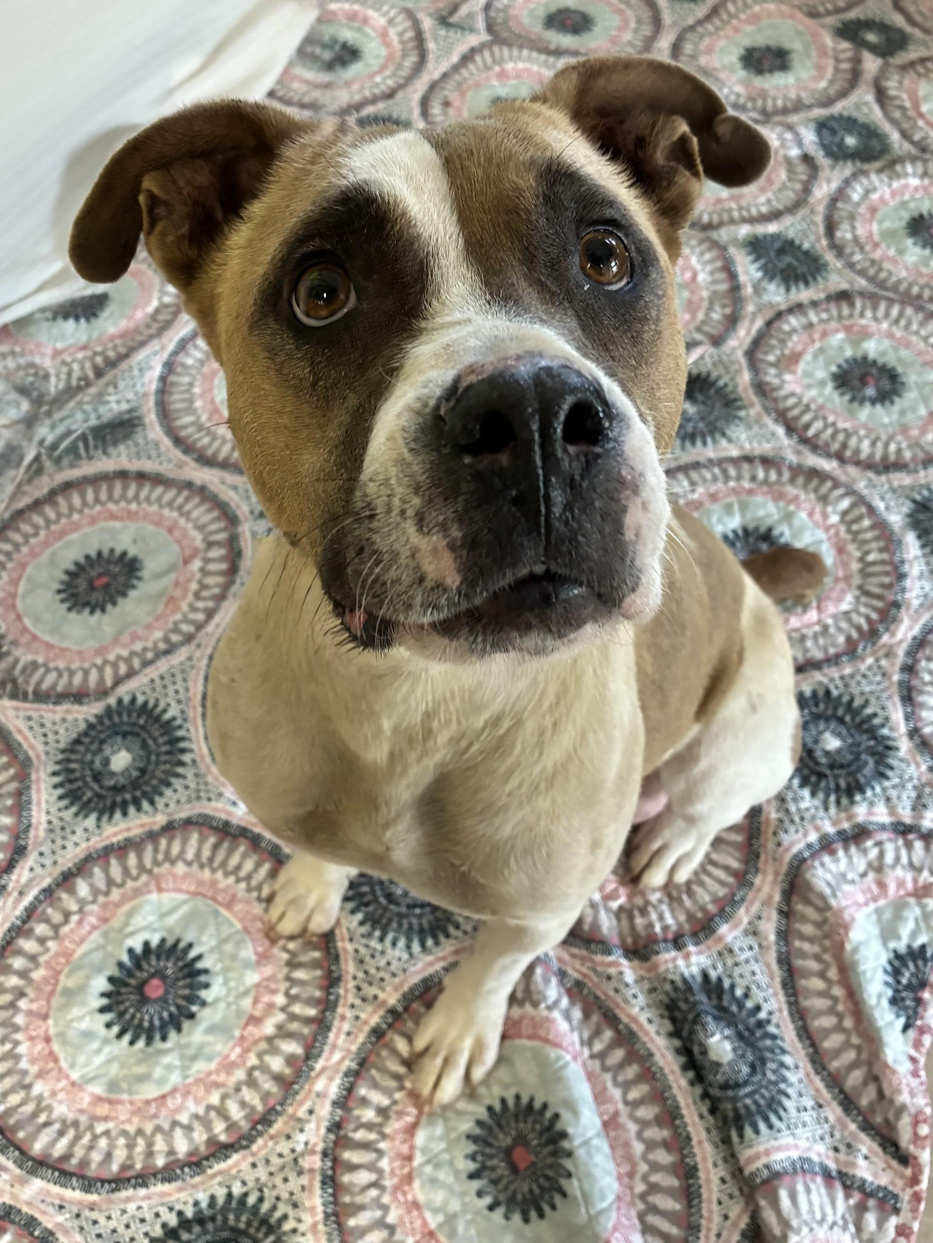 Enlarge Xena, a ADOPTABLE Mixed Breed in Chickasha, OK image 1/1