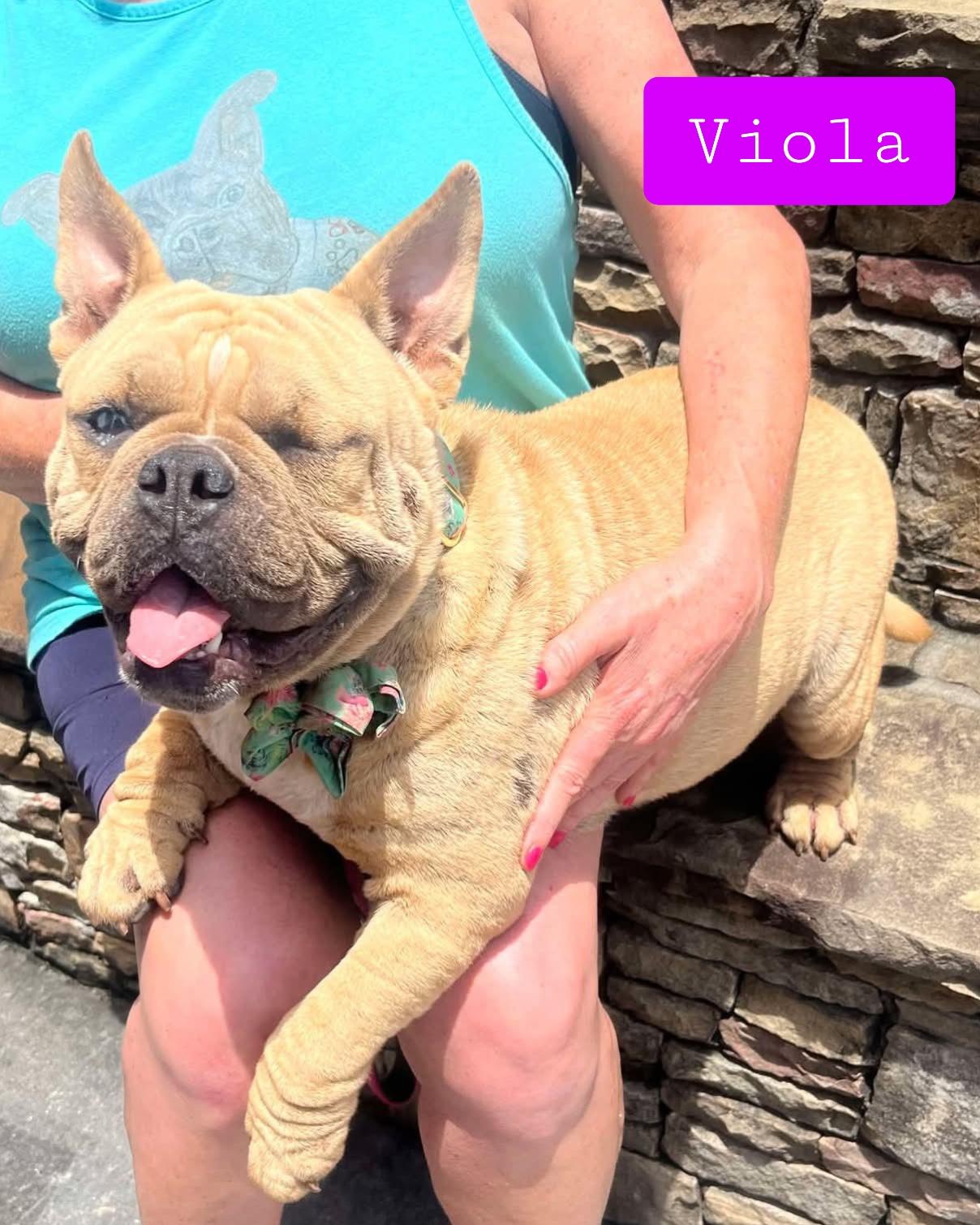 Viola
