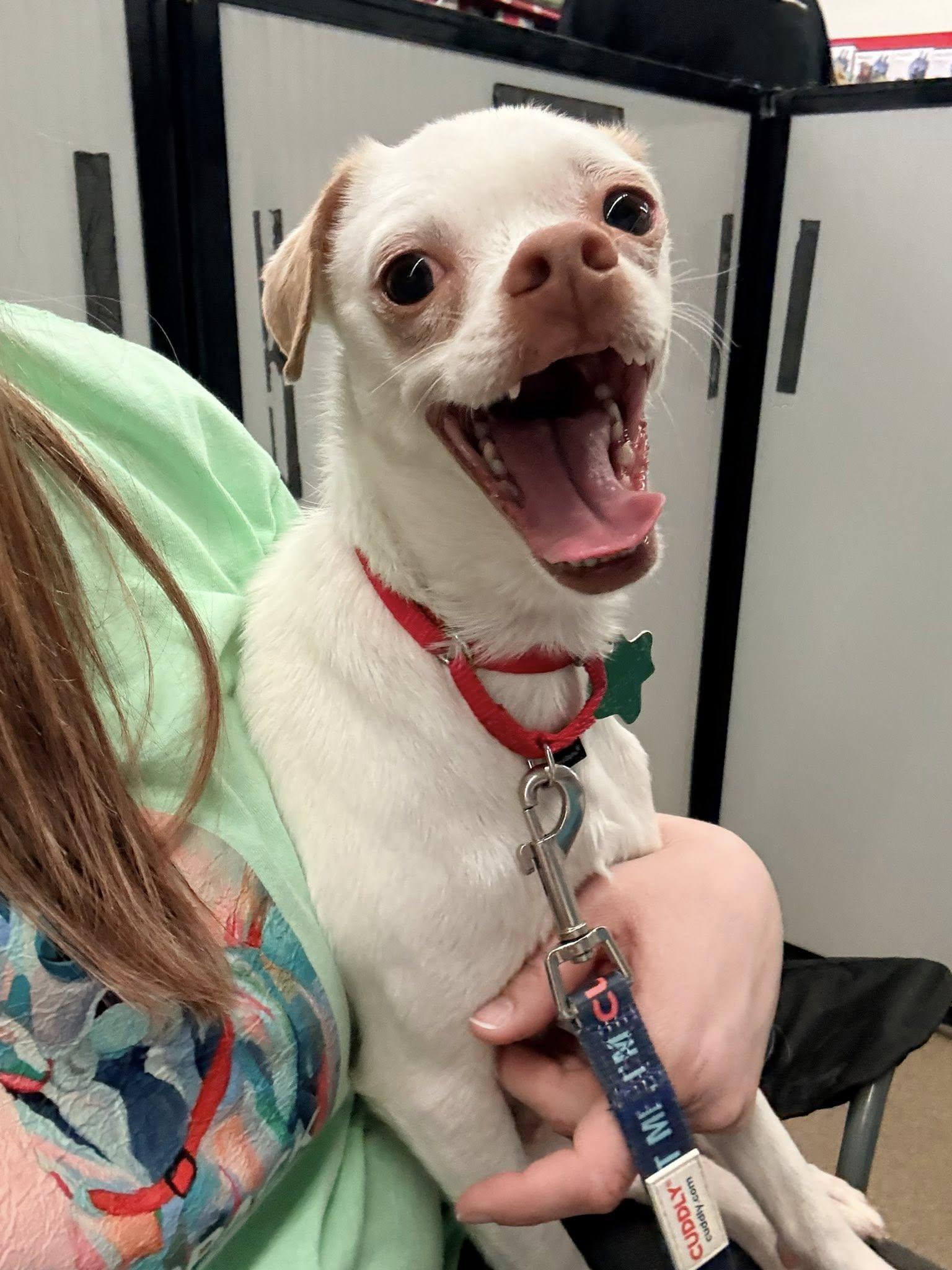Enzo, a Adoptable Chihuahua in New London, WI image 1/3