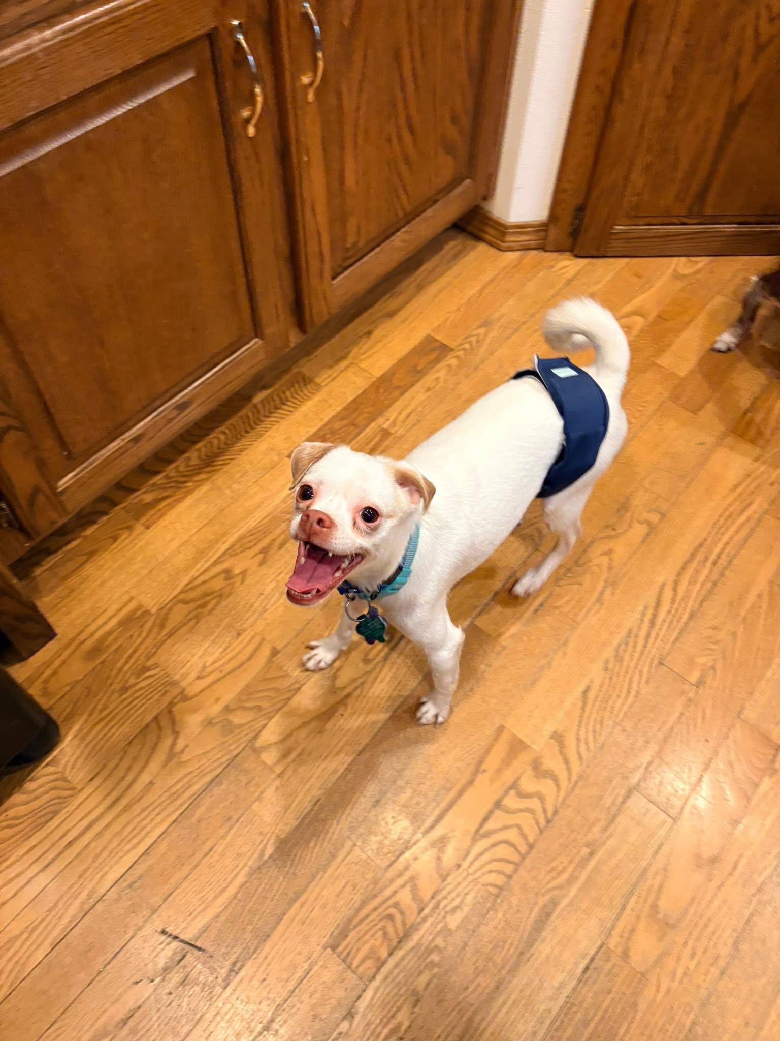Enlarge Enzo, a Adoptable Chihuahua in New London, WI image 1/3