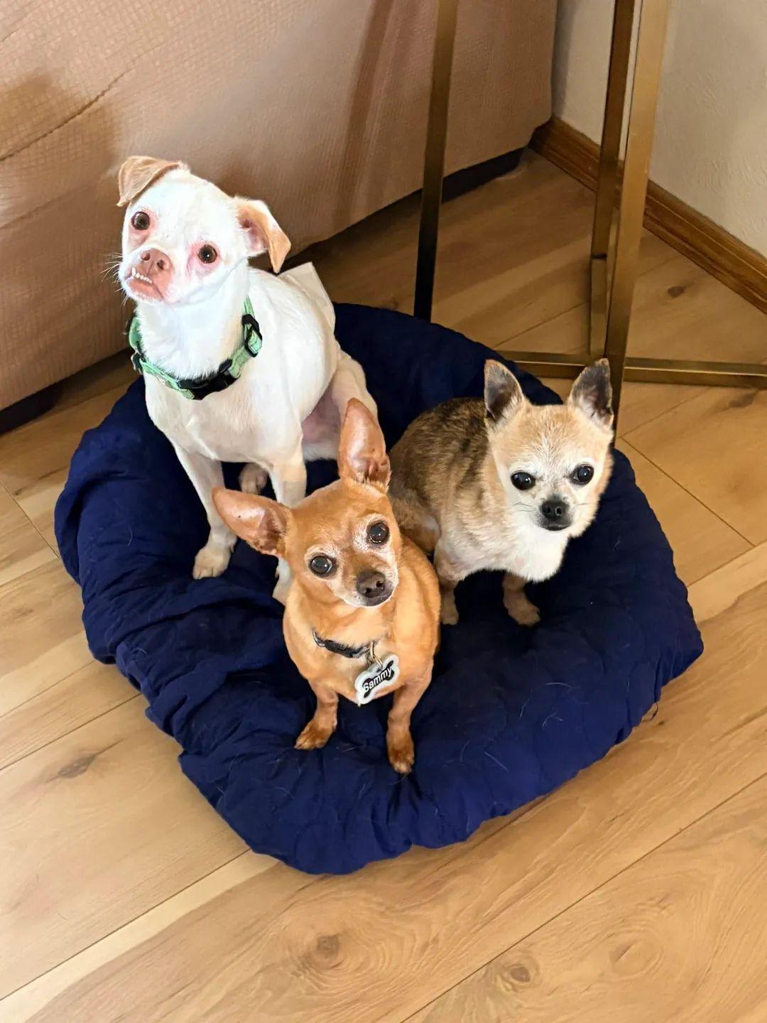 Enlarge Enzo, a Adoptable Chihuahua in New London, WI image 2/3
