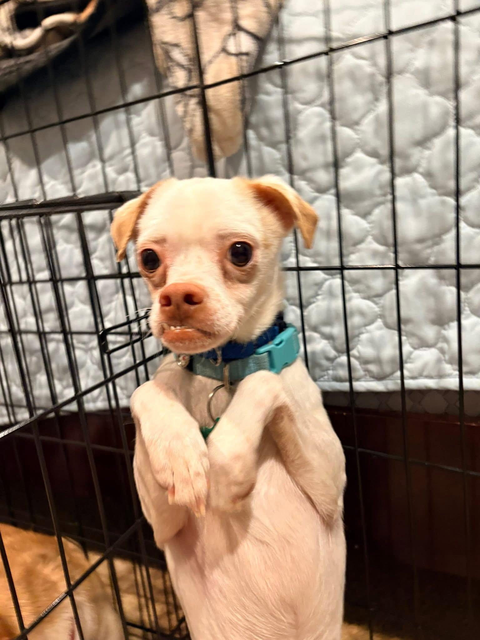 Enlarge Enzo, a Adoptable Chihuahua in New London, WI image 3/3