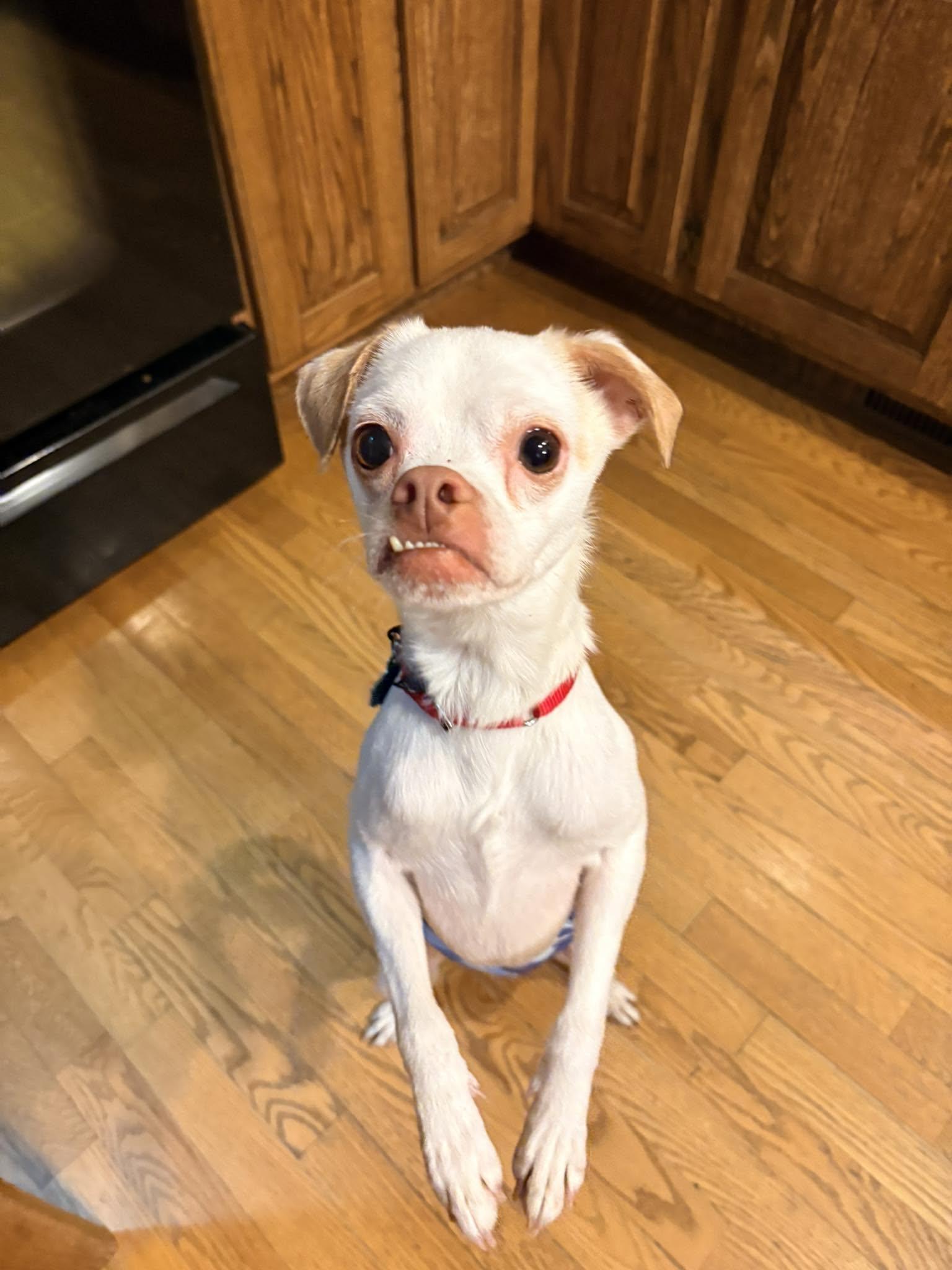 Enzo, a Adoptable Chihuahua in New London, WI image 3/3