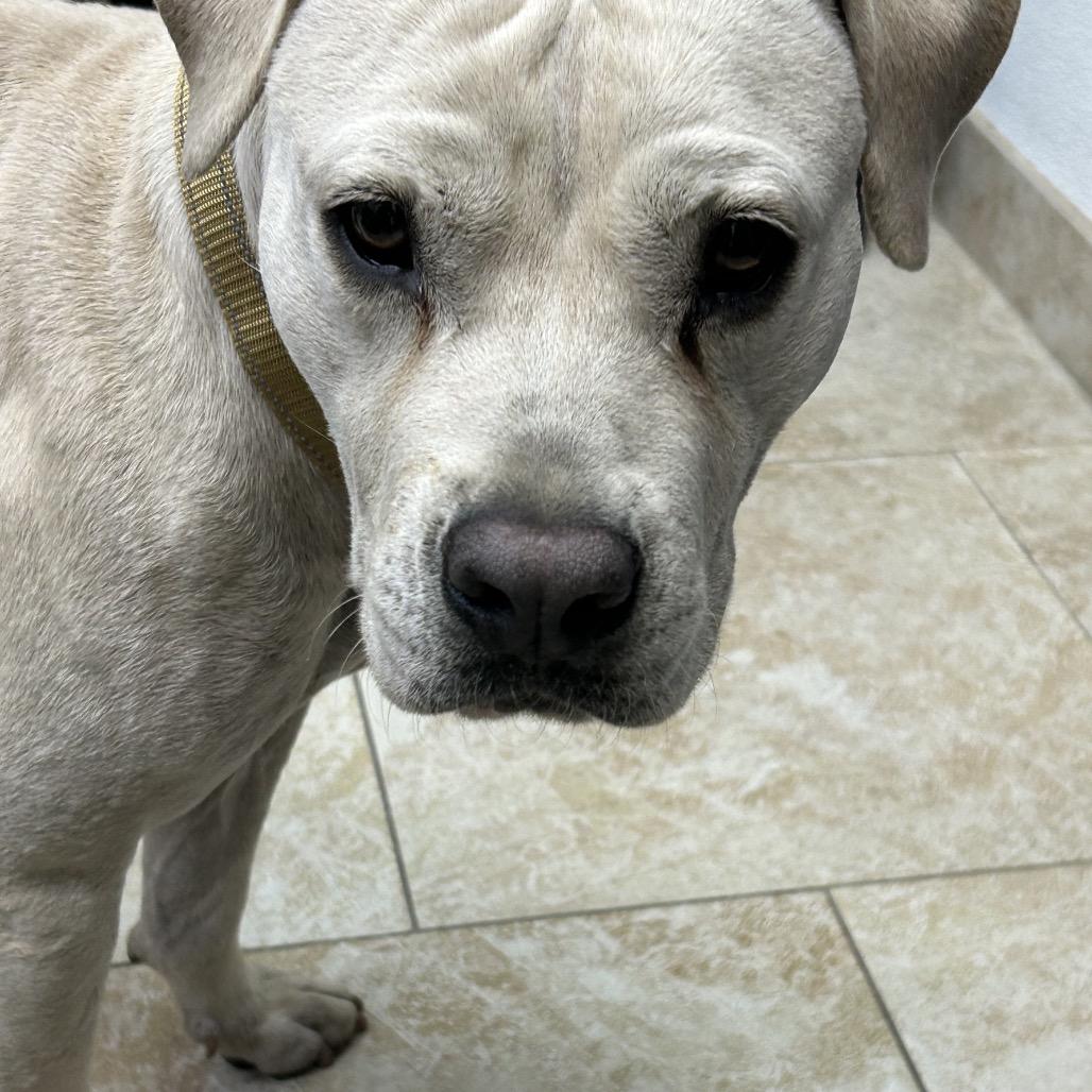 Lucy, a Adoptable Pit Bull Terrier in Galveston, TX image 1/3