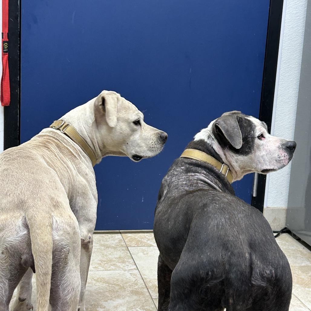 Lucy, a Adoptable Pit Bull Terrier in Galveston, TX image 2/3