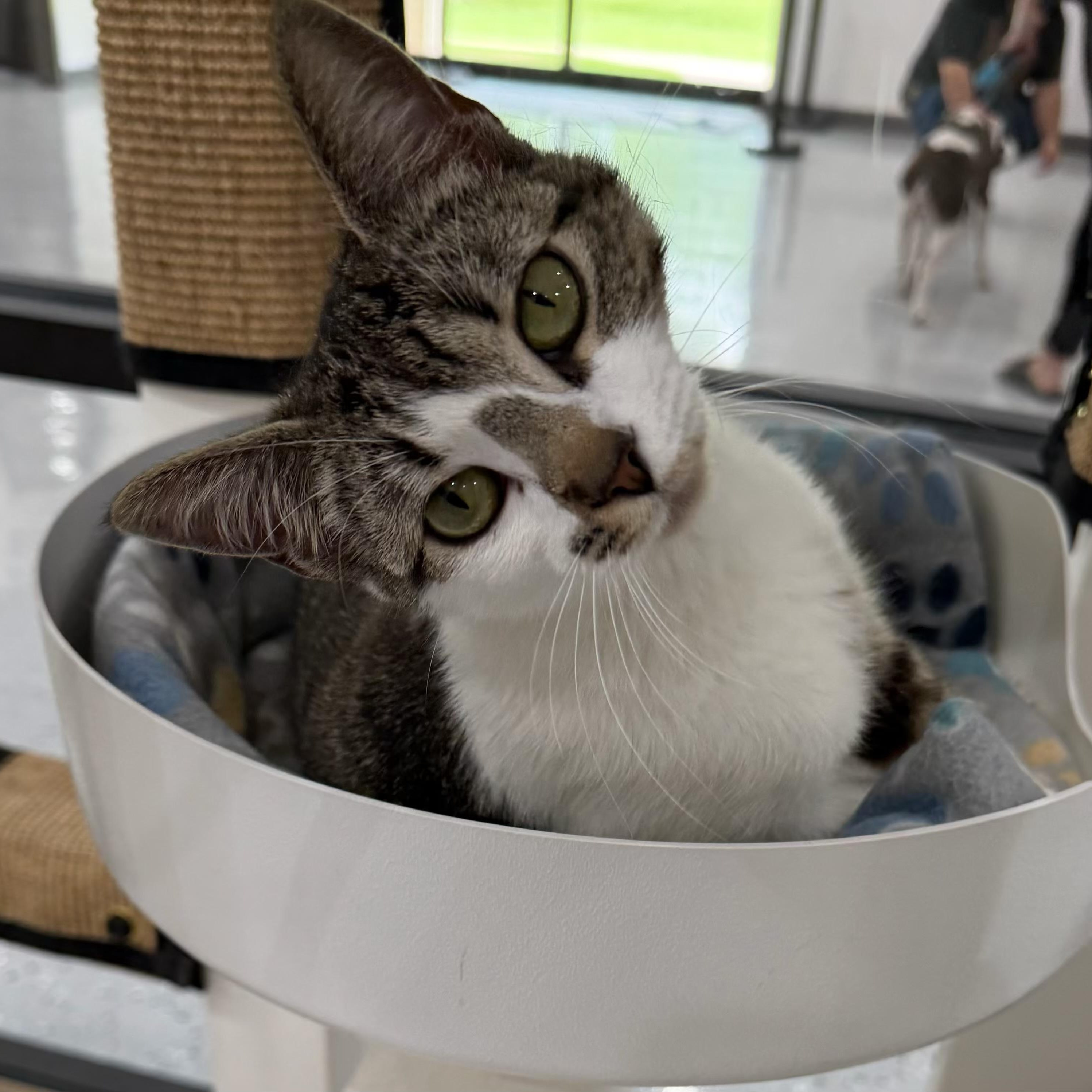 Ling, ADOPTABLE, Adult Female Domestic Short Hair.