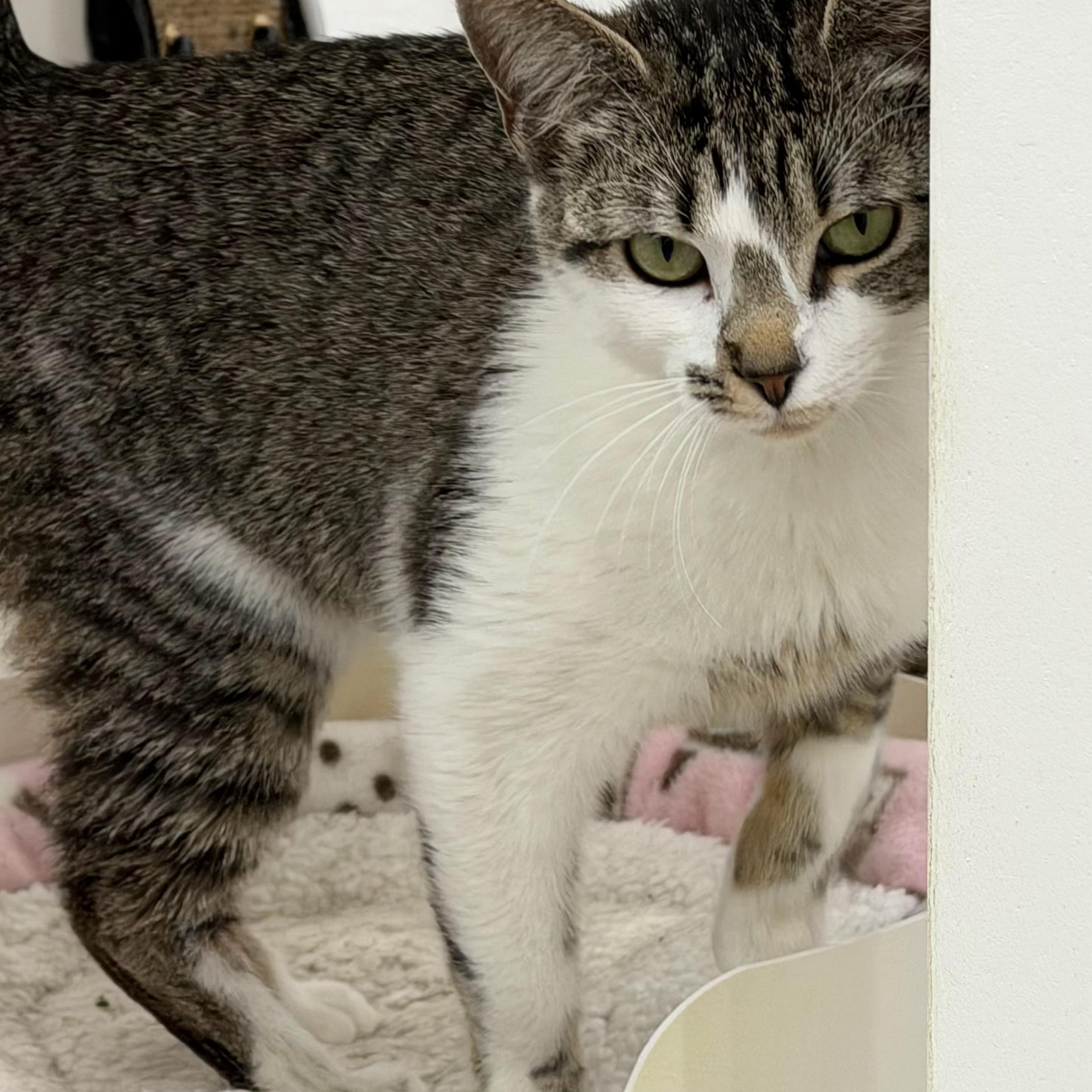 Ling, a ADOPTABLE Domestic Short Hair in Sherman, TX image 4/4