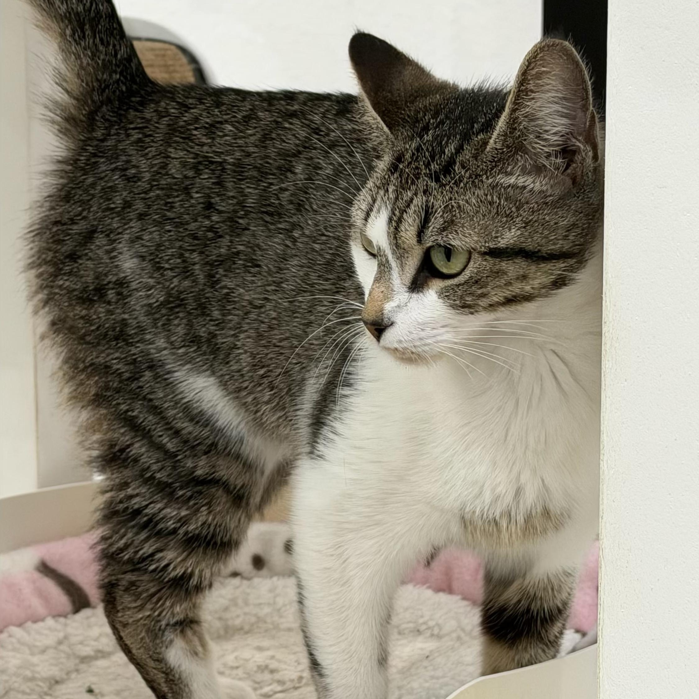 Ling, a ADOPTABLE Domestic Short Hair in Sherman, TX image 3/4