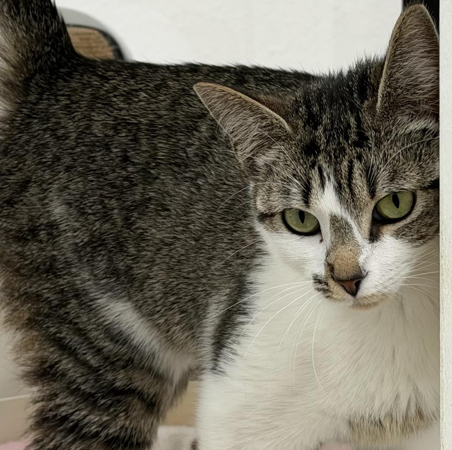 Ling, a ADOPTABLE Domestic Short Hair in Sherman, TX image 2/4