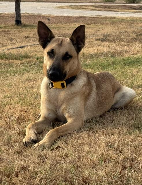 Enlarge Chandler, a ADOPTABLE mixed breed in Temple, TX image 1/5