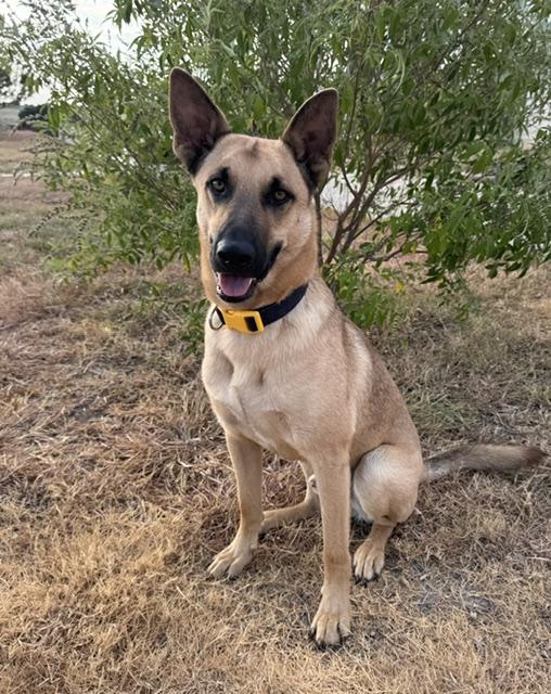 Enlarge Chandler, a ADOPTABLE mixed breed in Temple, TX image 2/5