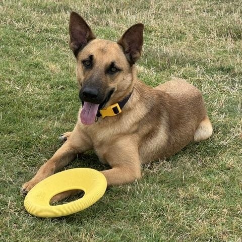 Enlarge Chandler, a ADOPTABLE mixed breed in Temple, TX image 5/5