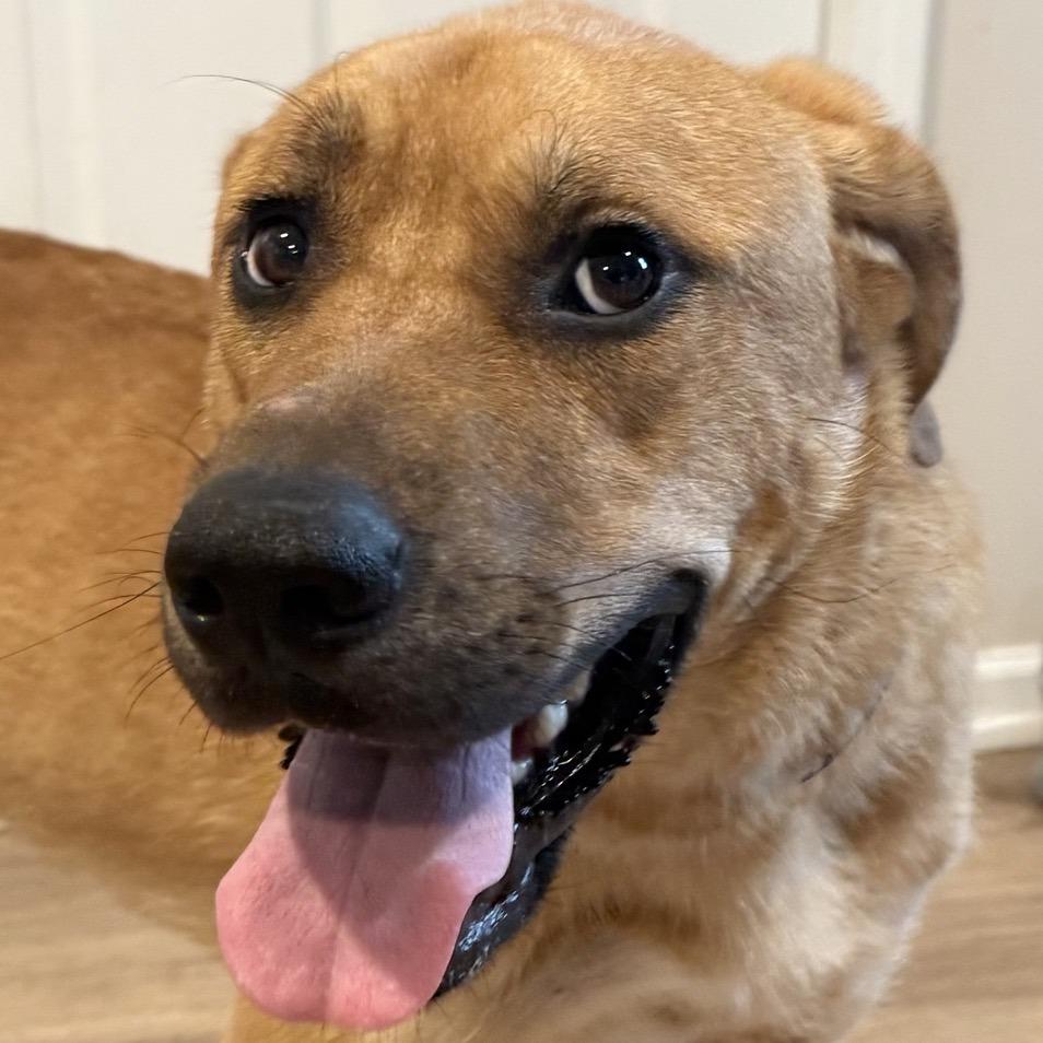 Midas, Adoptable, Adult Male Catahoula Leopard Dog & Mixed Breed.