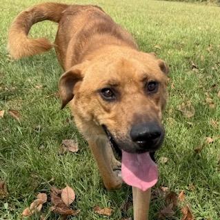 Enlarge Midas, a Adoptable mixed breed in Kansas City, MO image 2/6