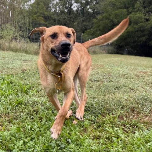 Enlarge Midas, a Adoptable mixed breed in Kansas City, MO image 3/6