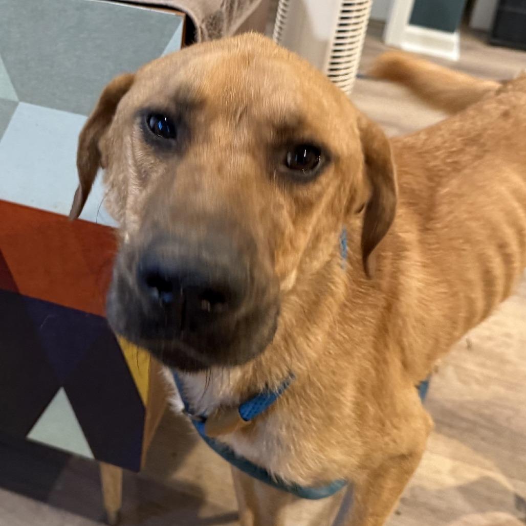 Enlarge Midas, a Adoptable mixed breed in Kansas City, MO image 4/6