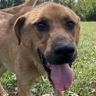 Enlarge Midas, a Adoptable mixed breed in Kansas City, MO image 5/6