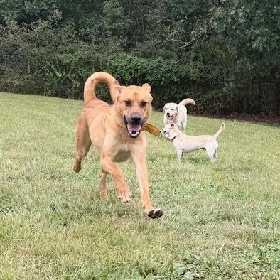 Enlarge Midas, a Adoptable mixed breed in Kansas City, MO image 6/6