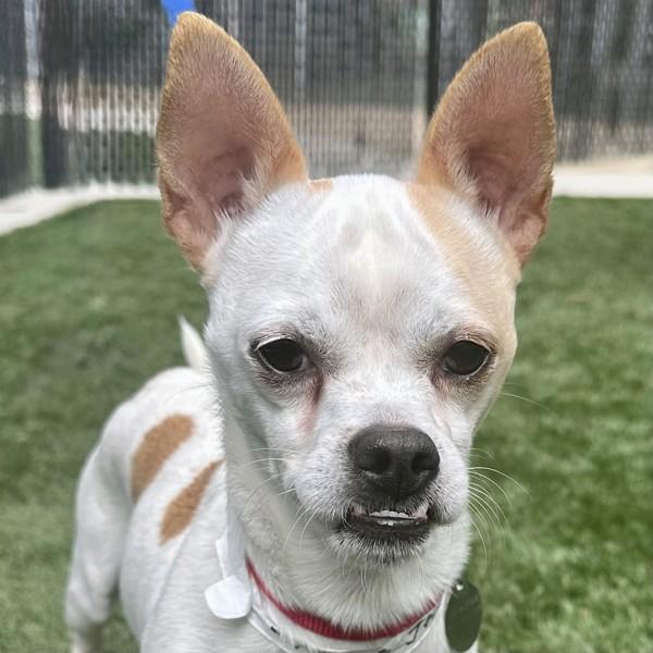 Enlarge Jerry, a Adoptable mixed breed in Walnut Creek, CA image 1/1