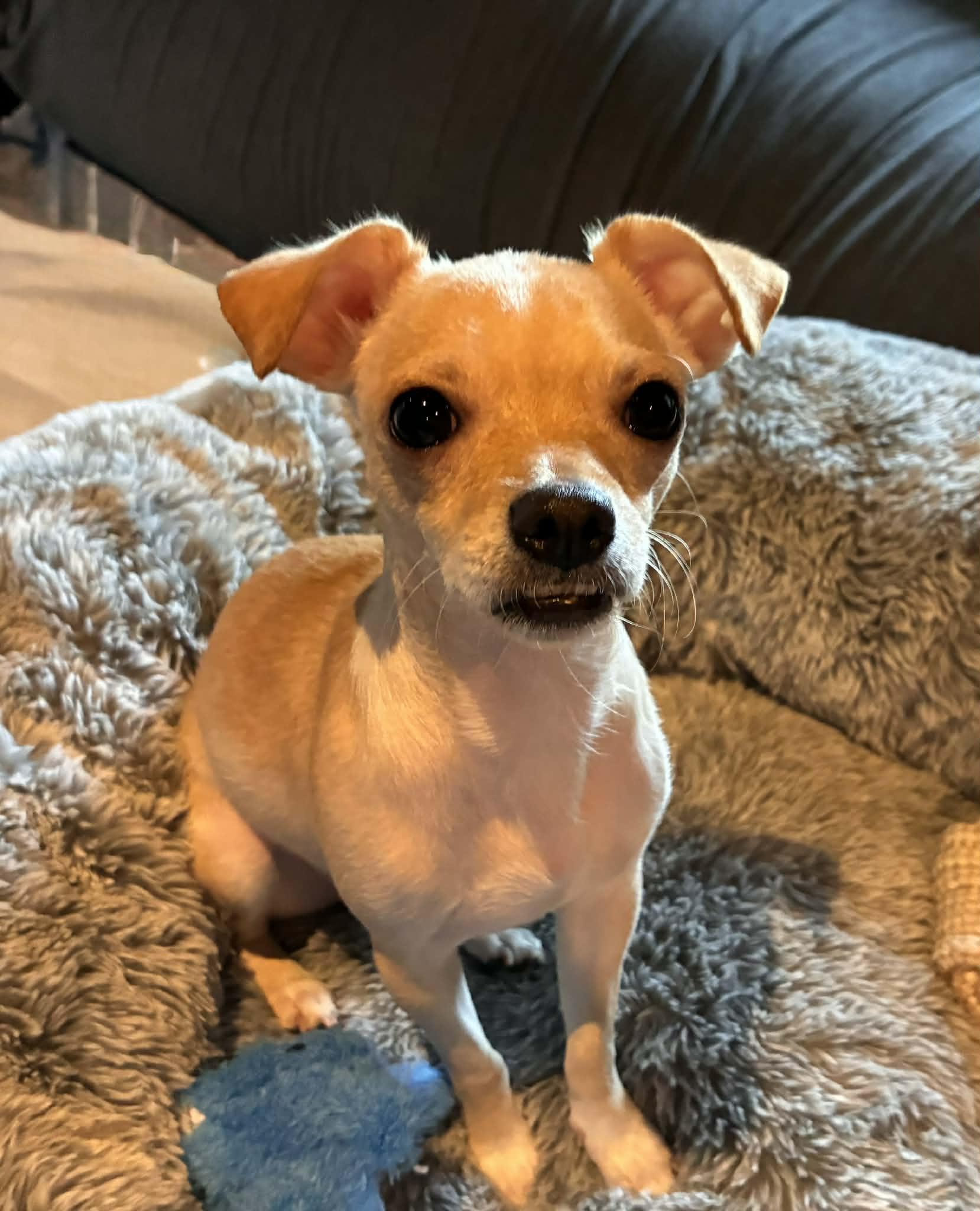 Biscuit, ADOPTABLE, Puppy Female Chihuahua.