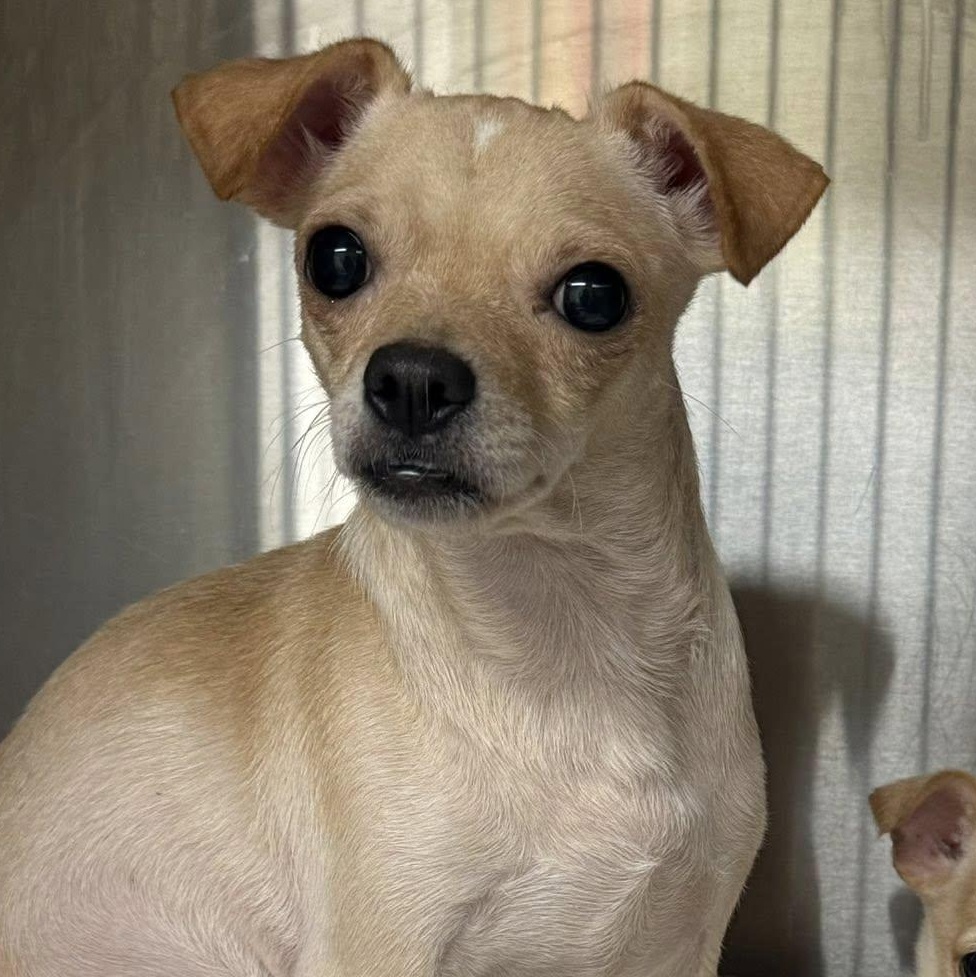 Enlarge Biscuit, a ADOPTABLE mixed breed in Hopkinton, MA image 4/4