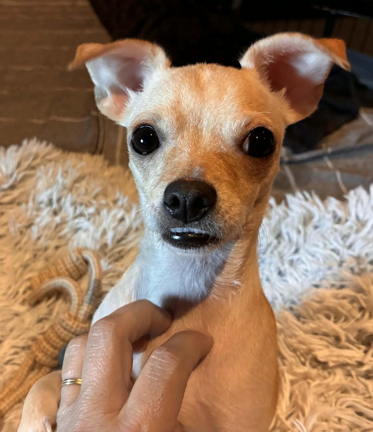 Enlarge Biscuit, a ADOPTABLE mixed breed in Hopkinton, MA image 2/4