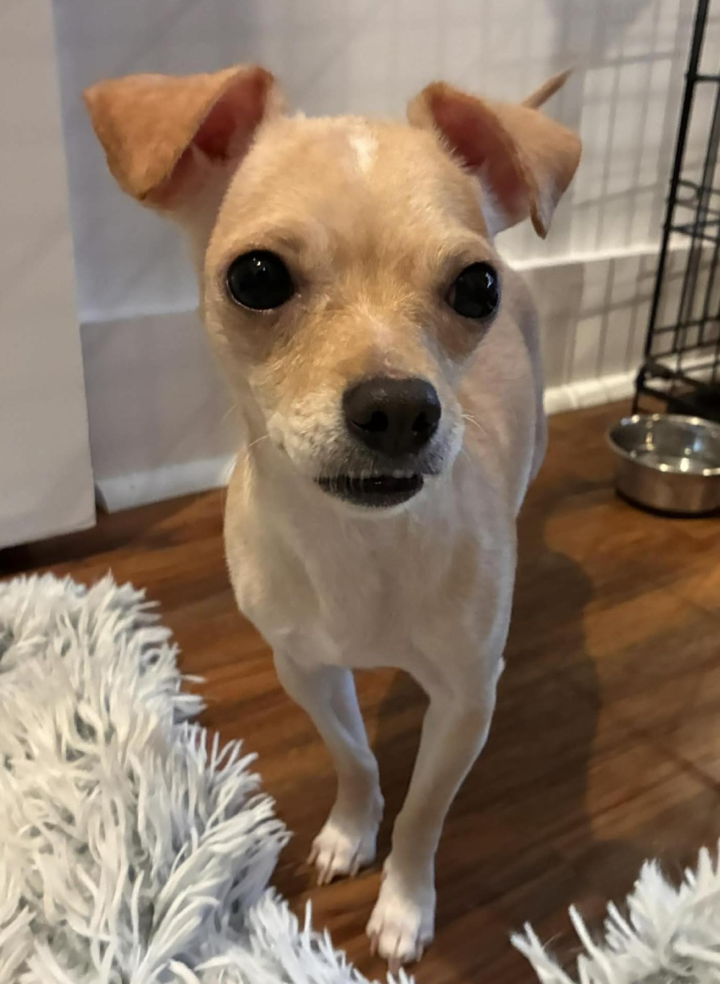 Enlarge Biscuit, a ADOPTABLE mixed breed in Hopkinton, MA image 3/4