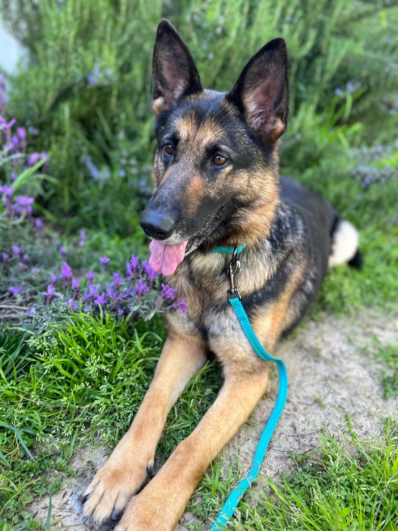 CAMELIA, a Adoptable German Shepherd Dog in San Marcos, CA image 1/8