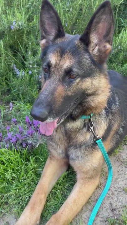 Enlarge CAMELIA, a Adoptable German Shepherd Dog in San Marcos, CA video 7/8