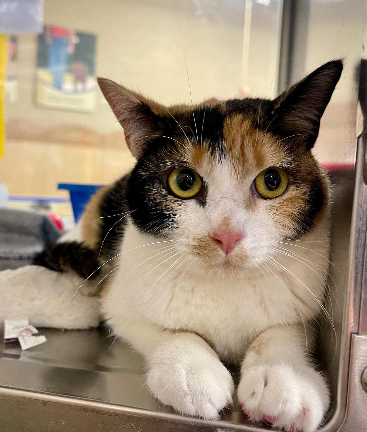 Ginny Weasley, Adoptable, Young Female Domestic Short Hair & Calico.