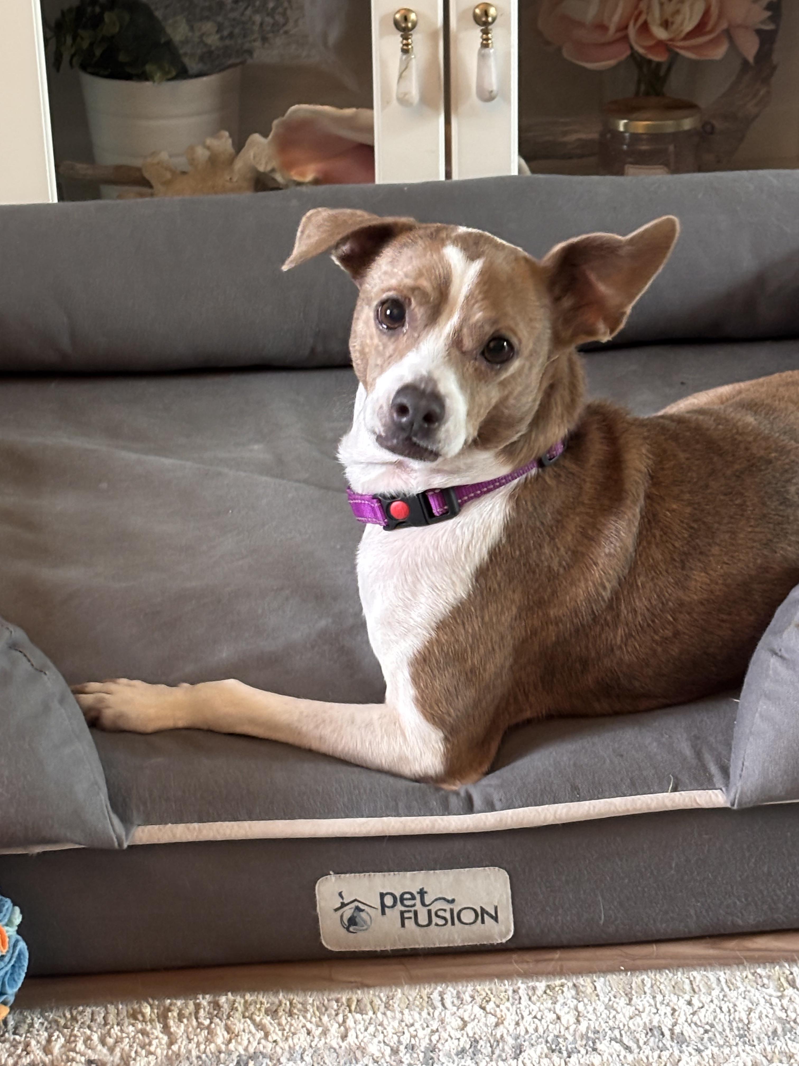 Blanquita, Adopted, Adult Female Chihuahua & Terrier.