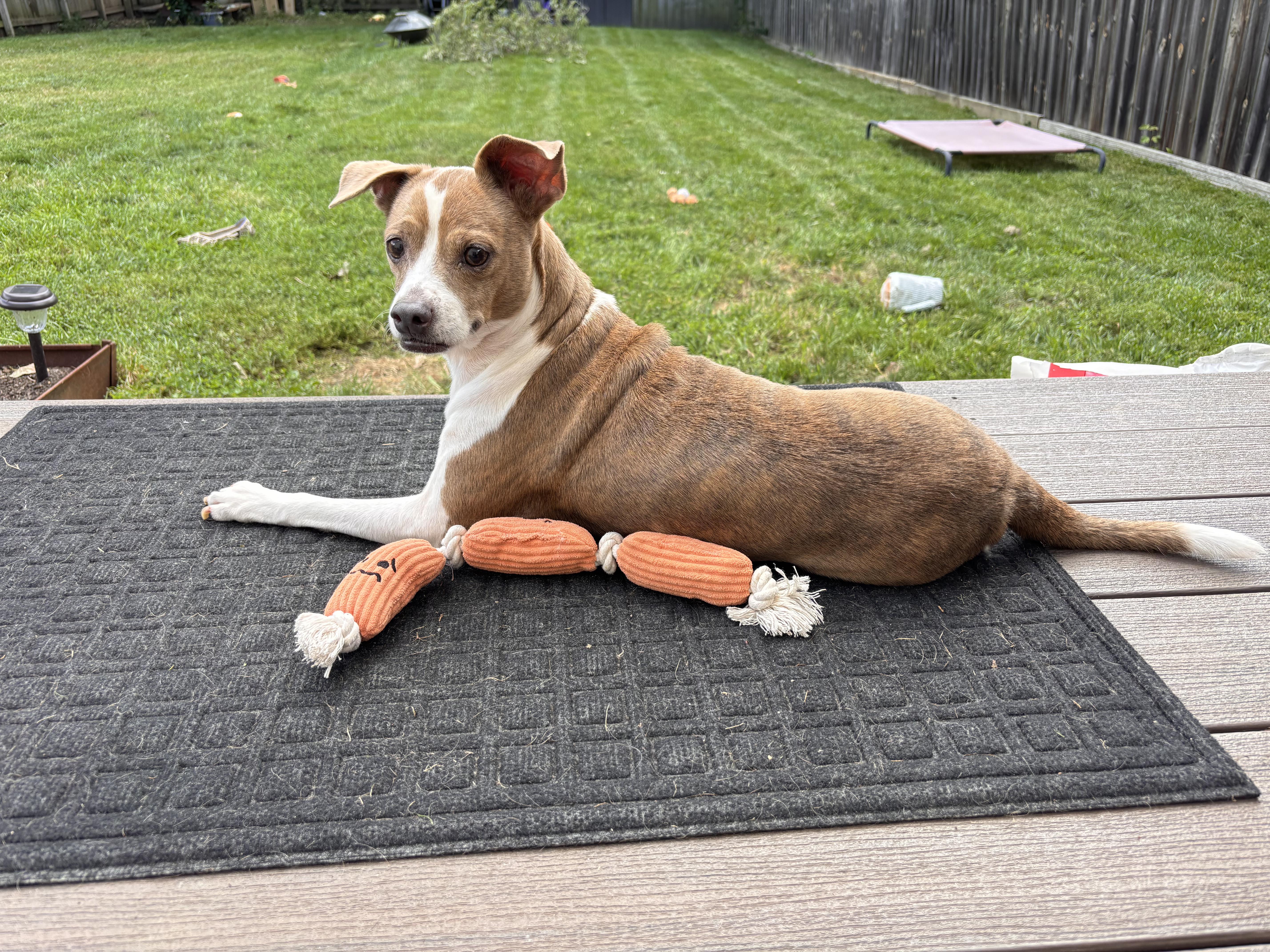 Enlarge Blanquita, a Adopted mixed breed in Ypsilanti, MI image 6/6