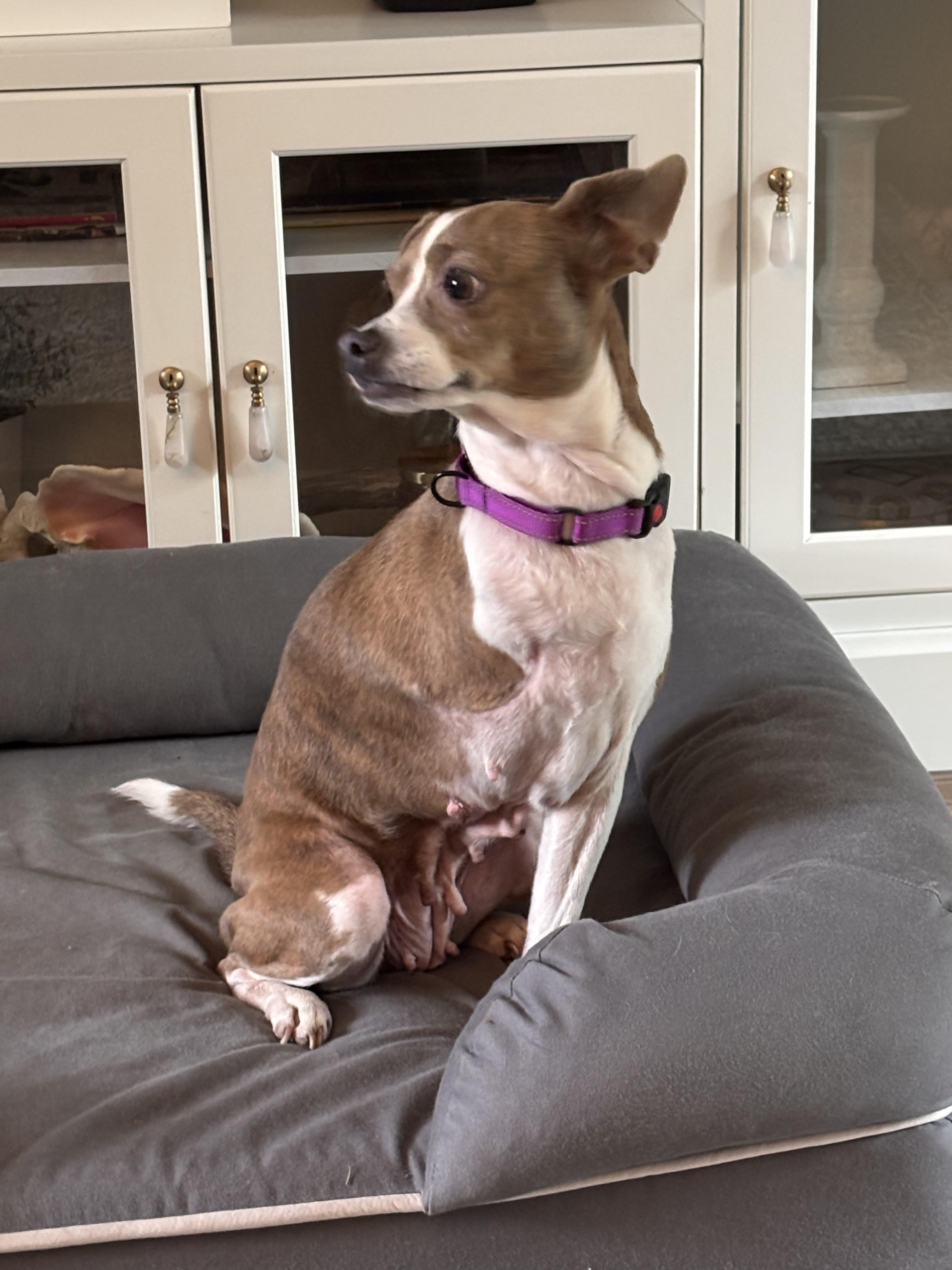 Enlarge Blanquita, a Adopted mixed breed in Ypsilanti, MI image 2/6